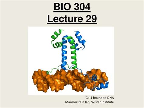 Ppt Bio 304 Lecture 29 Powerpoint Presentation Free Download Id