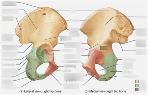 Diagram Of Boney Landmarks Of The Pelvis Quizlet