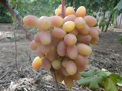 Юлиан - сорт винограда