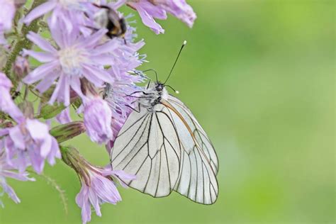 Schmetterlinge Angelikaley Fotografie Webseite