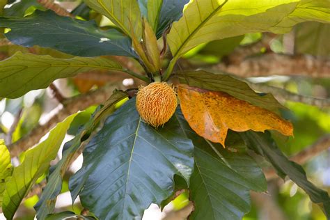 artocarpus sericicarpus moraceae image   phytoimagessiuedu