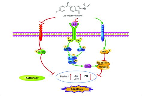 | Schematic diagram of the potential antitumor mechanism of... | Download Scientific Diagram