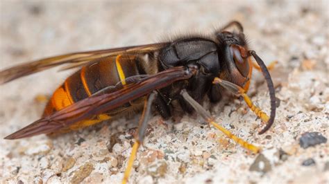 Nrw Asiatische Hornisse Bedroht Heimische Bienen