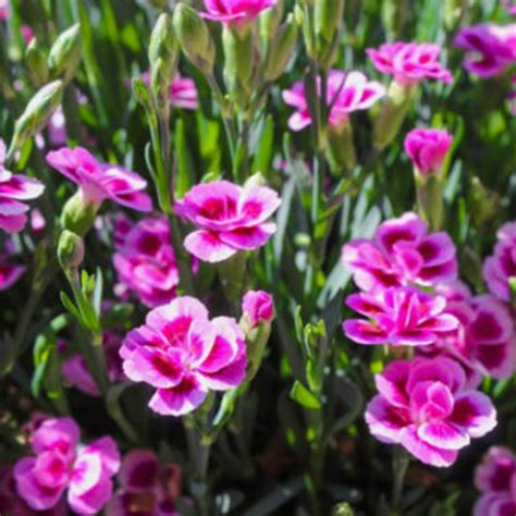 DIANTHUS Pépinière La Colle Noire