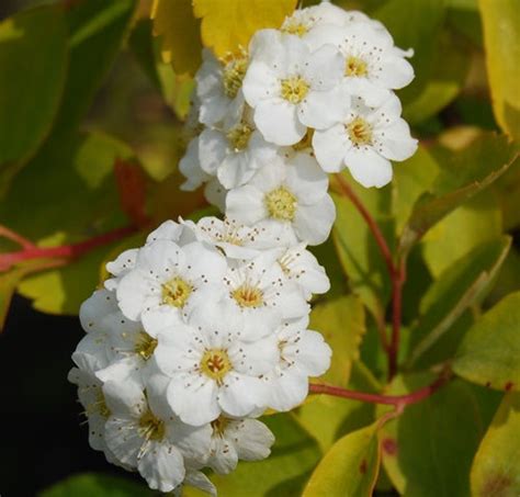SPIRAEA VANHOUTTEI GOLD FOUNTAIN