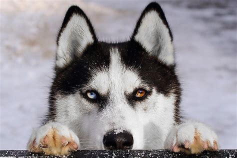 Husky Siberiano Caracter Sticas Pre O Filhotes Personalidade E Mais