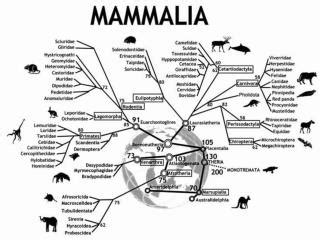 PPT - Mammalian Classification PowerPoint Presentation, free download - ID:3910989