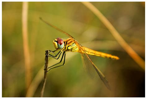 Dragonfly R - Libelula R by Khaotico on DeviantArt