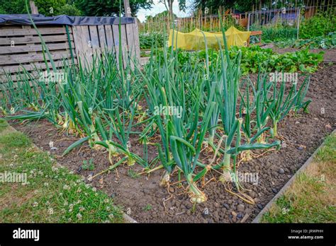 Allotment Bed Hi Res Stock Photography And Images Alamy