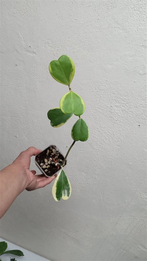 Hoya Kerrii Outer Variegation Variegated Hoya Kerrii Albomarginata Rare