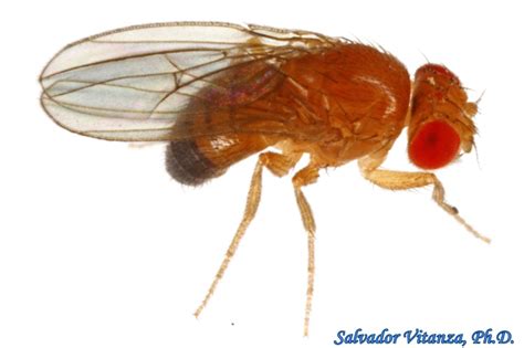 Diptera Drosophilidae Drosophila Melanogaster Laboratory Fruit Fly MALE