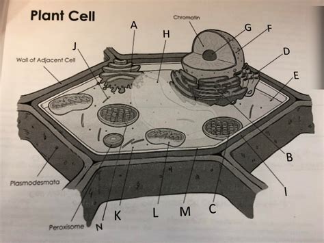 Plant Cell Structure Diagram Quizlet