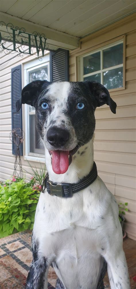 My year old Dalmatian mix : r/dalmatians