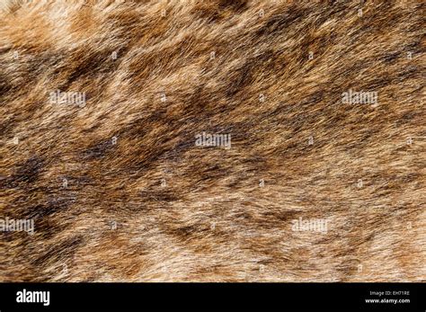 Bobcat Fur Background Texture Image Stock Photo Alamy