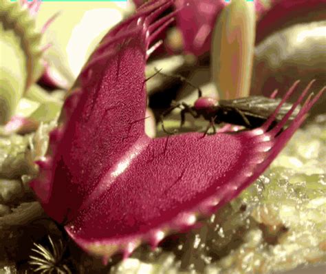 Pin on venus fly trap