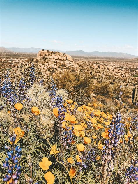 Best Hikes In Phoenix Travel By Brit