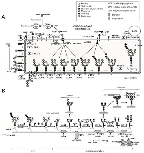 N Linked Glycosylation Pathway And Associated Cdgs A Assembly Of Glc