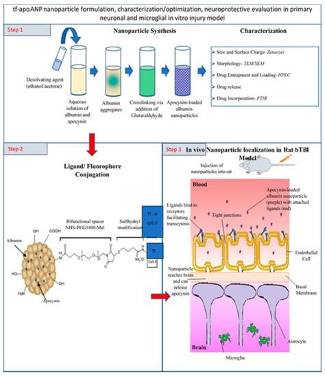 Micro Free Full Text Transferrin Grafted Albumin Nanoparticles For