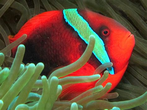 Tomato Anemonefish - Amphiprion frenatus - Dumaguete, Philippines ...