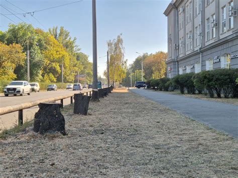Спиляні дерева біля заводу «Лтава»: чия відповідальність та чи ...