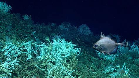 The Largest Coral Reef Ever Discovered In The Atlantic Ocean Technology