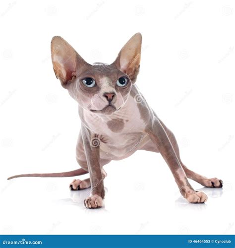 Sphynx Hairless Cat Royalty Free Stock Photo 54767739