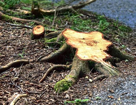 Tree Root Removal Service Waukesha Co Nearby Grindngo Stump