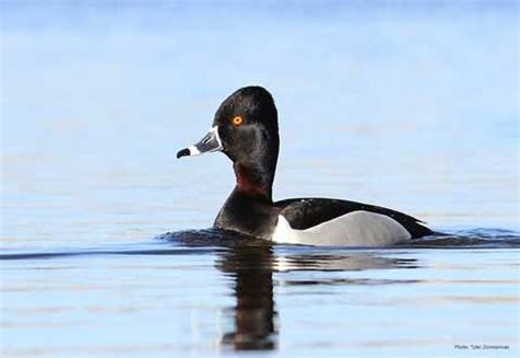 Ring-necked Duck | Types of Ducks & Geese