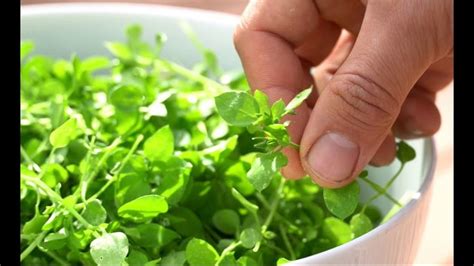 Identifying and eating the wild edible chickweed | Wild edibles, Herbs ...