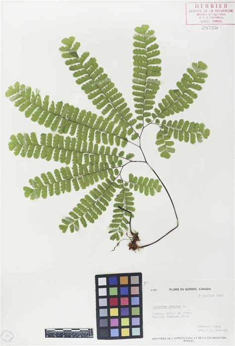 Adiante du Canada | Herbier du Québec