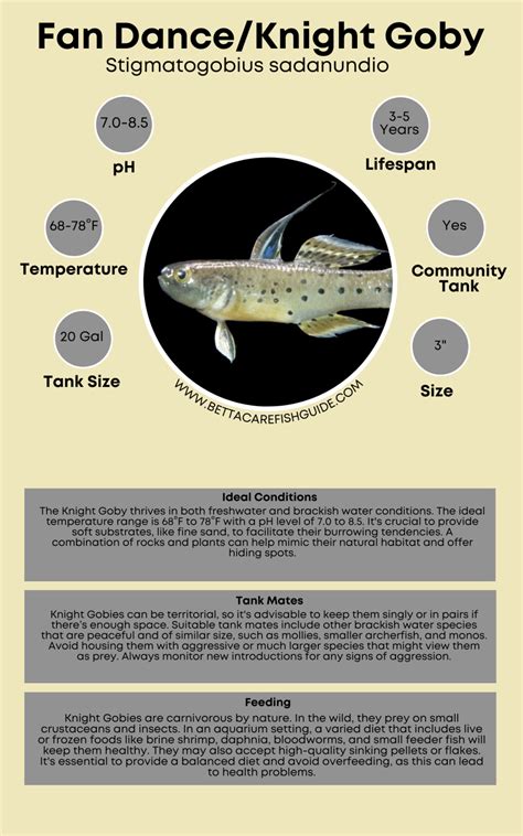 22 Types Of Freshwater Goby Common To Rare