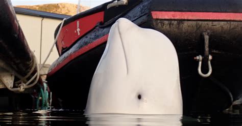 An Alleged Russian Spy Whale Is In Sweden — And Danger Heres Why His Tale Matters New