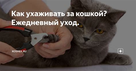 Как ухаживать за кошкой? Ежедневный уход. | Koshek.ru | Дзен