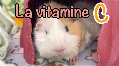 La Vitamine C Chez Le Cochon Dinde Ce Que Vous Devez Savoir Youtube