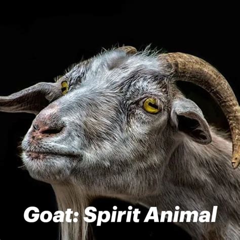 Goat: Spirit Animal | Spirit animal, Animal totems, Animal symbolism