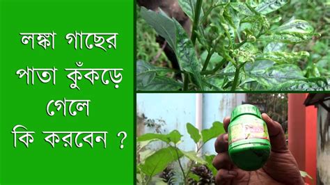 লঙ্কা বা মরিচ গাছে পাতা কুঁকড়ানো বা মাকড় রোগ দমন How To Control