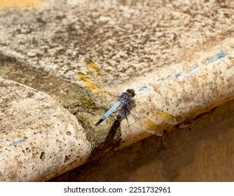 Pretty Dragonfly Insect Belonging Order Odonata Stock Photo