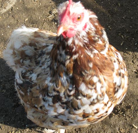Mille Fleur Bantam Cochin Hen Backyard Chickens Learn How To Raise