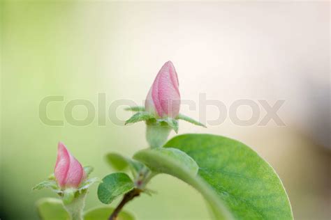 Smukke Blomster I Naturen Kv De Stock Foto Colourbox