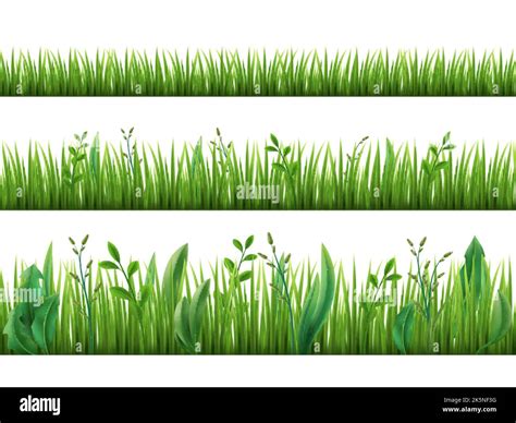 Realistic Grass Growth Different Stages Green Plants Growing Fresh