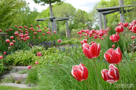 Tulipa Leen Van Der Mark Perenniculum