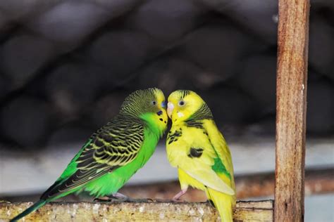 Why Your Parakeet Is Sneezing And When To Worry