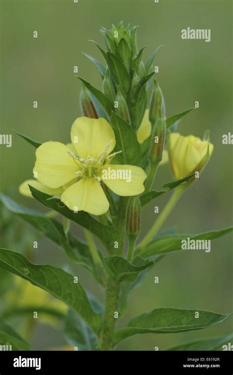 Common Evening Primrose Oenothera Biennis Stock Photo Alamy