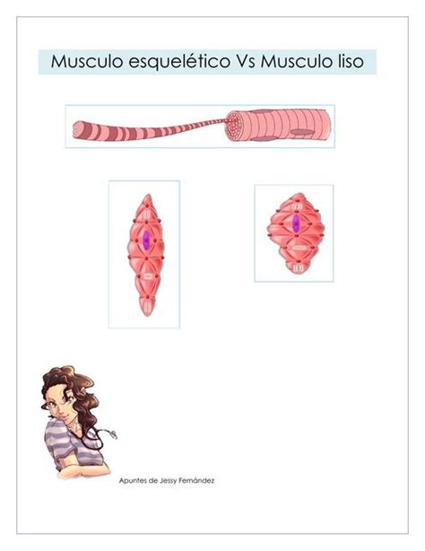 Musculo Esquel Tico Vs Musculo Liso Jessy Lorena Fernandez Udocz