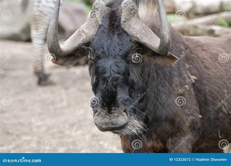 The Large Image Of The Big Buffalo With Horns Stock Photography - Image ...