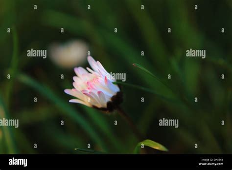 What the Daisy Blooms Are Secretly Telling Us - fv1vn5y