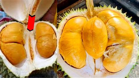 Durian Duri Hitam Durian Black Thorn Durian Ochee D200 YouTube