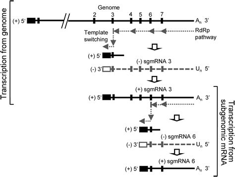 Subgenomic Messenger Rna Amplification In Coronaviruses Pnas