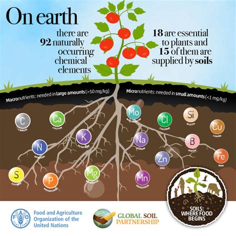 Soils Where Food Begins Soildarity