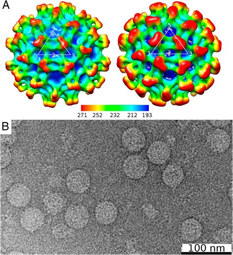 Dengue Structure Differs At The Temperatures Of Its Human And Mosquito Hosts Pnas